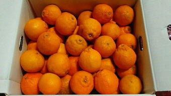 日本蔬菜代購指南 價格、二手市場與選購技巧